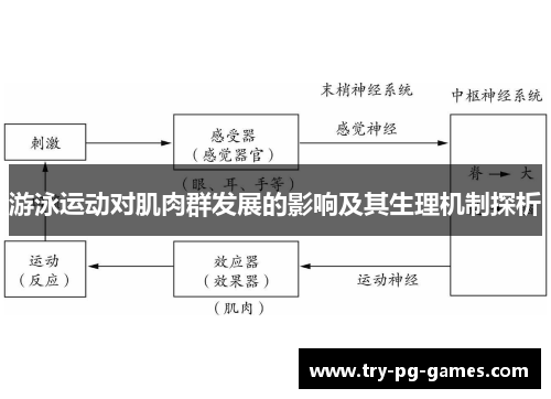 游泳运动对肌肉群发展的影响及其生理机制探析